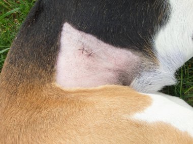 Kısırlaştırmadan sonra köpek. Ameliyattan sonra dikiş atın. Klinikten sonra Estonya tazısı rehabilitasyonda. Ameliyattan sonra köpek karnını iyileştiriyor. Köpek midesinde yara.