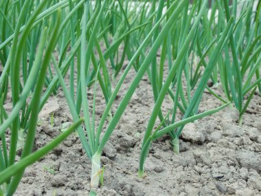 Green onions in the open field. Organic food. organic farm, selective focus, vegetable harvest. The bed of onions bulb permaculture