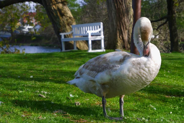 Swan Cleans Its Feathers Shore Lake Green Park European Landscape — стоковое фото