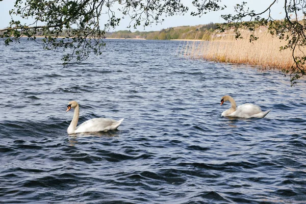 Pair White Swans Float Surface Blue Lake Two White Swans — Photo