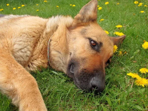 German Shepherd Lies Green Lawn Blooming Dandelions Pets Beautiful Dog — Stock Fotó