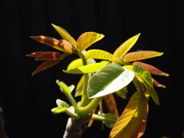 Sprouting leafs of a black walnut tree in springtime. Young walnut leaves on a black background. Spring image of a tender sprout of a young nut, close-up.