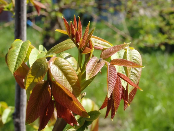 Sprouting Leafs Walnut Tree Springtime Young Walnut Leaves Green Background —  Fotos de Stock