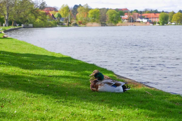 Pair Wild Ducks Green Shore Lake City Park European Landscape — стоковое фото
