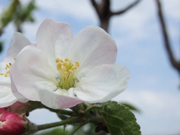 Blühender Apfelbaum Makro Ansicht Weiße Blumen Frühlingslandschaft Weicher Hintergrund Apfelbäume — Stockfoto