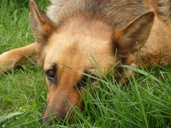 ドイツの羊飼いは タンポポの開花の間に緑の芝生に横たわっています ペット 美しい犬はタンポポの畑に横たわっています — ストック写真
