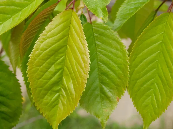 Green Juicy Cherry Foliage Close Bright Backgrounds Green Colors Vibrant — Stock fotografie