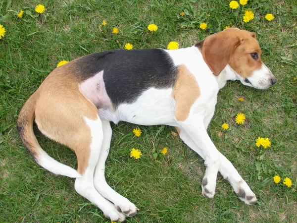 Kısırlaştırmadan sonra köpek. Ameliyattan sonra dikiş atın. Klinikten sonra Estonya tazısı rehabilitasyonda. Ameliyattan sonra köpek karnını iyileştiriyor. Köpek midesinde yara.