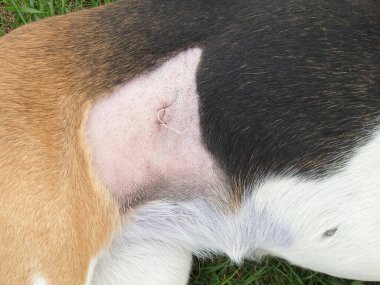 Kısırlaştırmadan sonra köpek. Ameliyattan sonra dikiş atın. Klinikten sonra Estonya tazısı rehabilitasyonda. Ameliyattan sonra köpek karnını iyileştiriyor. Köpek midesinde yara.