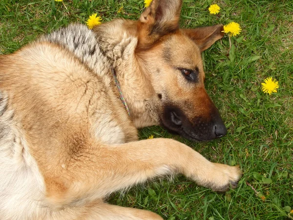 German Shepherd Lies Green Lawn Blooming Dandelions Pets Beautiful Dog — Fotografia de Stock
