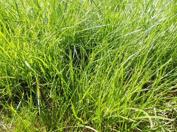 Uncut Lawn Green Lush Grass Lawn Lawn Carpet Natural Green — Stock fotografie