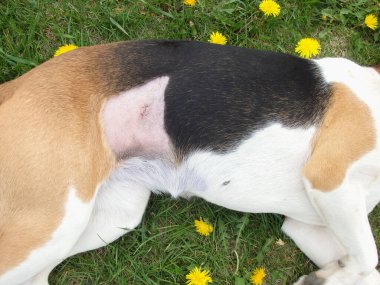 Kısırlaştırmadan sonra köpek. Ameliyattan sonra dikiş atın. Klinikten sonra Estonya tazısı rehabilitasyonda. Ameliyattan sonra köpek karnını iyileştiriyor. Köpek midesinde yara.