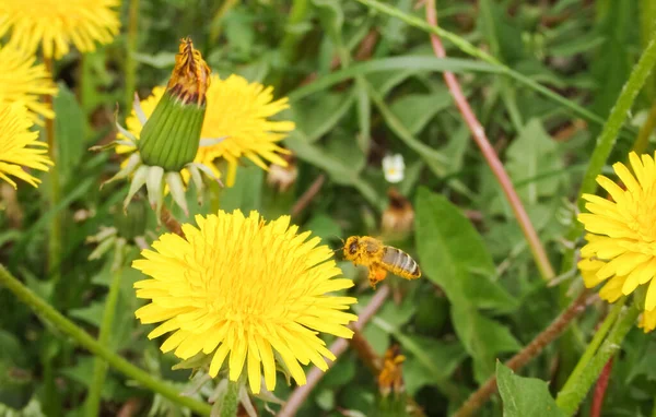 A honey bee collects nectar and pollen from yellow dandelion flowers. Pollination of plants. Bee at work.