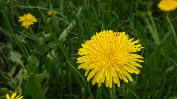 Yellow Dandelion Flower Green Grass Close Spring Green Spring Mood — Stock Photo, Image