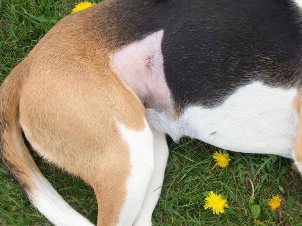 Cão Após Esterilização Sutura Após Cirurgia Cão Estoniano Reabilitação Depois — Fotografia de Stock