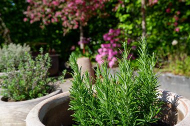A pot of Rosemary herb plating in the garden. fresh rosemary herb is growing in a flower pot outdoors. Herbs for the house. Potted Rosemary for decoration at the home.