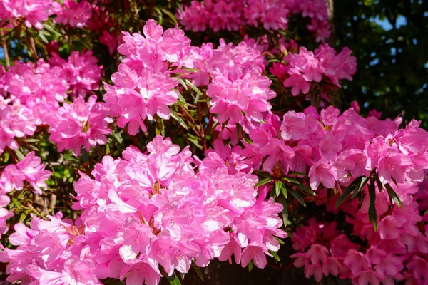 Pembe rhododendron çiçeği. Rododendron deseni. Doğal güzellik. Güzel çiçek açan doku arkaplanı. Leylak çalısı açan rhododendron