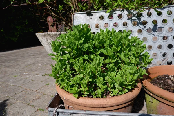 Πράσινη Μέντα Μια Κατσαρόλα Στον Κήπο Μέντα Φυτρώνει Γλάστρα Φρέσκος — Φωτογραφία Αρχείου