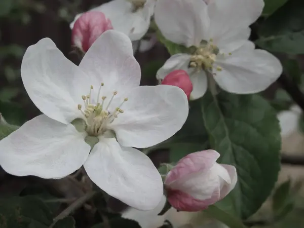 Blühender Apfelbaum Makro Ansicht Weiße Blumen Frühlingslandschaft Weicher Hintergrund Apfelbäume — Stockfoto