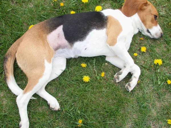 Kısırlaştırmadan sonra köpek. Ameliyattan sonra dikiş atın. Klinikten sonra Estonya tazısı rehabilitasyonda. Ameliyattan sonra köpek karnını iyileştiriyor. Köpek midesinde yara.