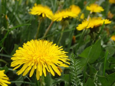 Yellow dandelion flower in green grass. Close-up. Spring Green. Spring mood. perfect for background, texture, macro photopraphy