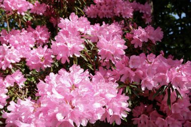 Pembe rhododendron çiçeği. Rododendron deseni. Doğal güzellik. Güzel çiçek açan doku arkaplanı. Leylak çalısı açan rhododendron