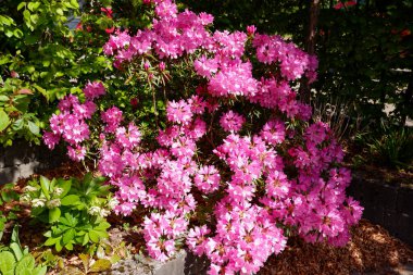 Pembe rhododendron çiçeği. Rododendron deseni. Doğal güzellik. Güzel çiçek açan doku arkaplanı. Leylak çalısı açan rhododendron