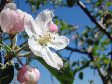 Çiçek açan elma ağacı. Makro manzaralı beyaz çiçekler. Bahar doğası manzarası. Yumuşak arkaplan. Elma ağaçları çiçek verir. Ağaçların baharı..