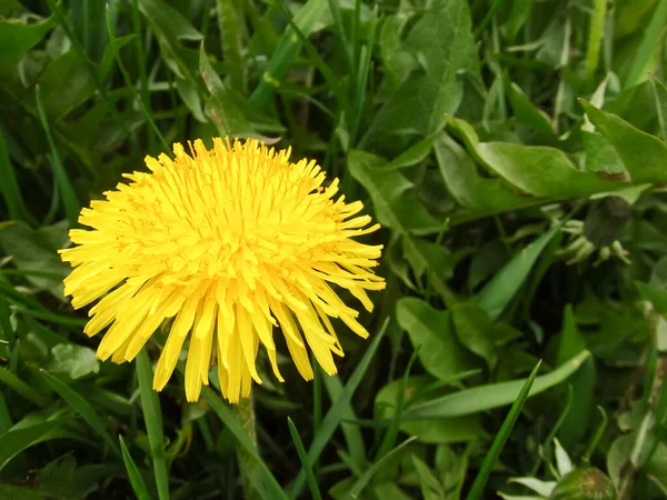 緑の草の中に黄色いタンポポの花 接近中だ 春の緑 春の気分 テクスチャ マクロ写真に最適です — ストック写真