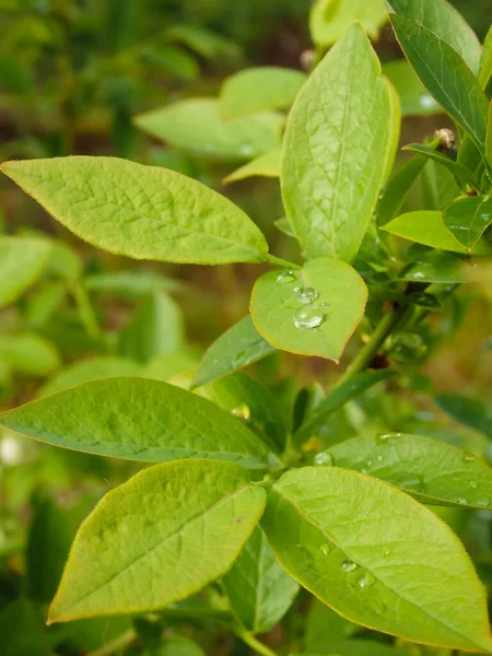 Green Foliage Blueberries Dew Drops Close Fresh Dew Drops Green — Stock Photo, Image