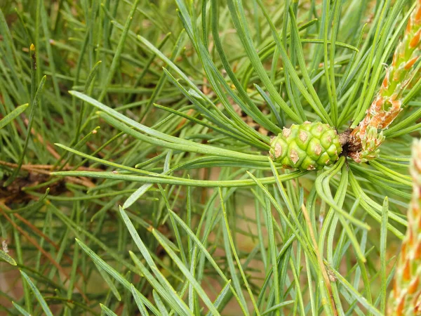 Polen Amarillo Una Nueva Flor Pino Pino Siempreverde Floreciente Con — Foto de Stock