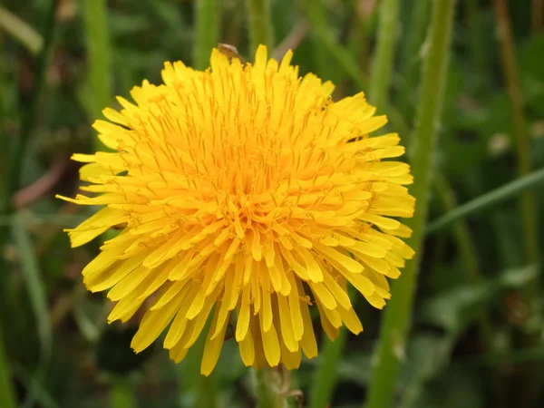 Dandelion Grass Yellow Dandelion Flower Green Grass Close Spring Green — Stock Photo, Image