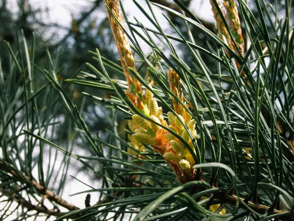 새로운 소나무 꽃가루 피어나는 상록수에 솔방울이 소나무의 — 스톡 사진