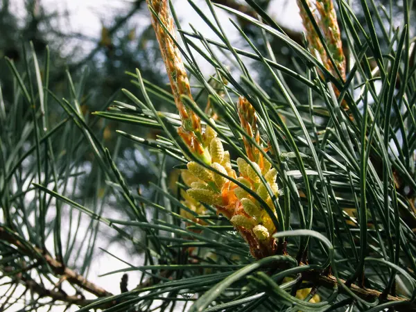 Polen Amarillo Una Nueva Flor Pino Pino Siempreverde Floreciente Con — Foto de Stock