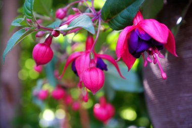 Parlak pembe fuşya çiçekleri yakın plan. Fuchsia bahçe çiçeği. Fuchsia Macellanica 'nın seçici odak noktası, bahçedeki mor pembe çiçek. Çiçek arka planı.