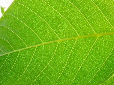 Ceviz ağacının güneş ışığıyla yeşil yapraklarının yakın görüntüsü. Yeşil makro yaprak. Yeşil yapraklar arka plan. Yaprak dokusu, arka plan dokusu. Yeşil yaprak yapısı makro fotoğrafçılık.