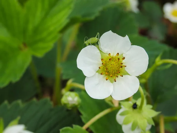 Kleine Grüne Heuschrecke Auf Erdbeerblüte Aus Nächster Nähe Biologisches Gärtnern — Stockfoto