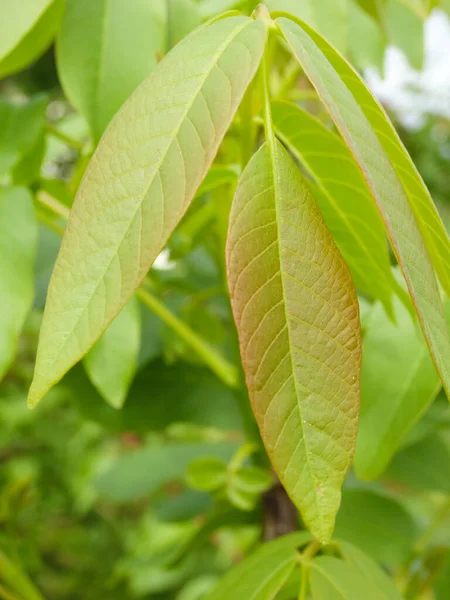 Nogueira Com Folhagem Verde Suculenta Jardim Romper Sol Através Folhagem — Fotografia de Stock