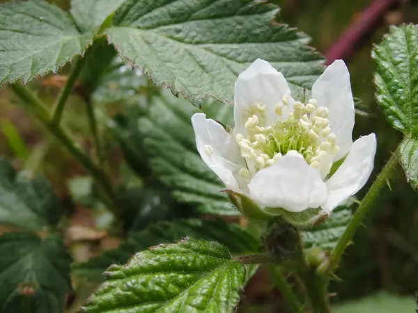 화이트 플라워 블랙베리 텃밭가꾸기 장미꽃 꽃송이 Rubus 텃밭에 — 스톡 사진