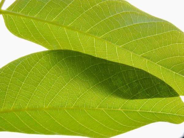 Close View Green Leaves Walnut Tree Sunlight Green Macro Leaf — Stock Photo, Image