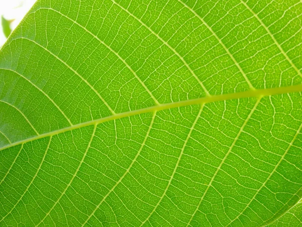Ceviz Ağacının Güneş Işığıyla Yeşil Yapraklarının Yakın Görüntüsü Yeşil Makro — Stok fotoğraf