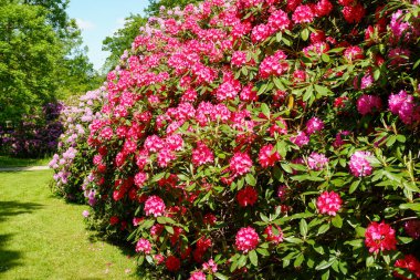 Pembe Magnolia çiçekleri. Ağacın üzerindeki manolya çiçekleri, melez, Magnolia Cennet Kokusu. Magnolia çiçekleri Magnolia ağacında.