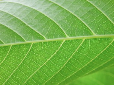 Ceviz ağacının güneş ışığıyla yeşil yapraklarının yakın görüntüsü. Yeşil makro yaprak. Yeşil yapraklar arka plan. Yaprak dokusu, arka plan dokusu. Yeşil yaprak yapısı makro fotoğrafçılık.