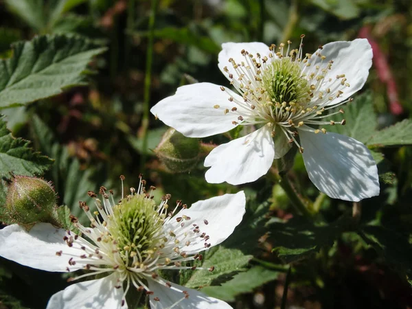 Weiße Blume Brombeergarten Biologisches Gärtnern Himbeerblütenbüschel Rubus Pflanzenzweig Heimischen Ökogarten — Stockfoto