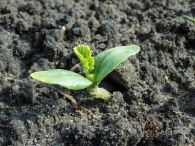 Toprakta yetişen kabak fideleri. Bahçe işleri konsepti. Uzayı kopyala Cotyledon yapraklarından bir kabak filizi. Makro fotoğrafçılık. Yatakta büyüyen kabak filizleri