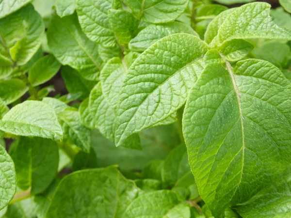 Arbustos Papa Verde Jardín Comienzo Maduración Cosecha Cultivar Verduras Jardín —  Fotos de Stock