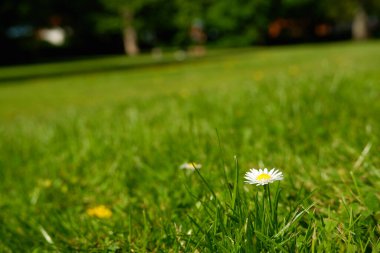 Beyaz papatyalar biçilmiş yeşil çimlerde çiçek açarlar. Yeşil çimlerde sevimli beyaz papatya çiçekleri. Bahar çayırı. Çimleri biçtikten sonra papatya çiçeği filizlendi.