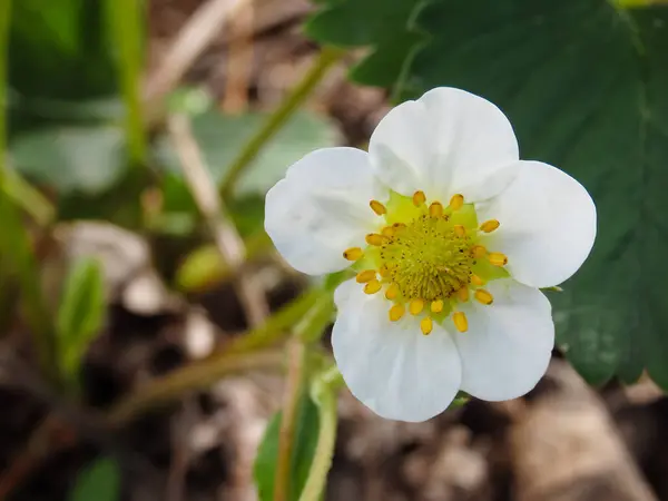 Erdbeerblüte Gartenarbeit Gartenerdbeere Weiße Blüten Und Knospen Mit Grünen Blättern — Stockfoto