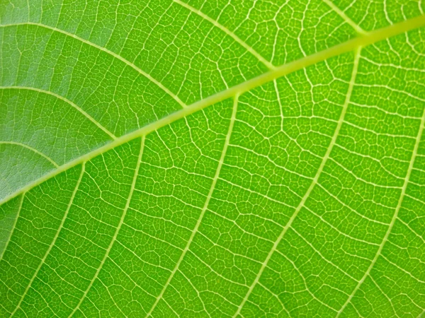 Close Uitzicht Groene Bladeren Van Walnotenboom Met Zonlicht Groen Macro — Stockfoto