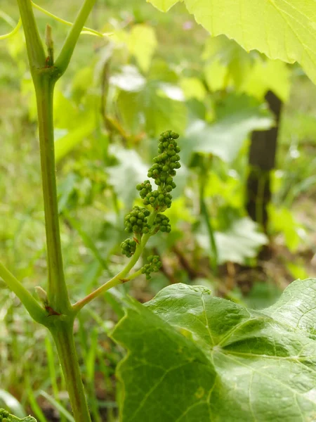 Close Van Bloeiende Wijnstokken Druiven Bloeien Groene Eierstokken Van Bloeiende — Stockfoto